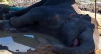 Joint Operation Underway to Treat Sick Elephant